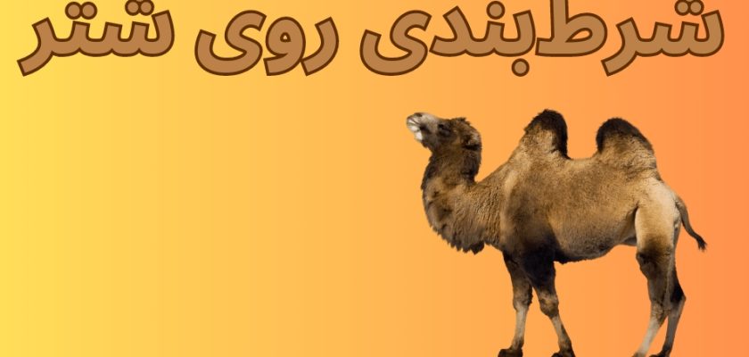 شرط بندی روی شتر